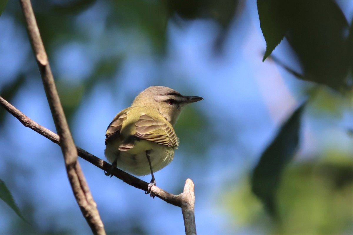 Vireo Ojirrojo - ML559543221