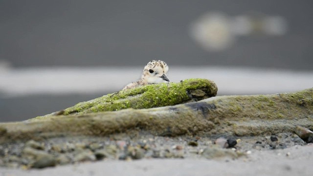 Two-banded Plover - ML559543351