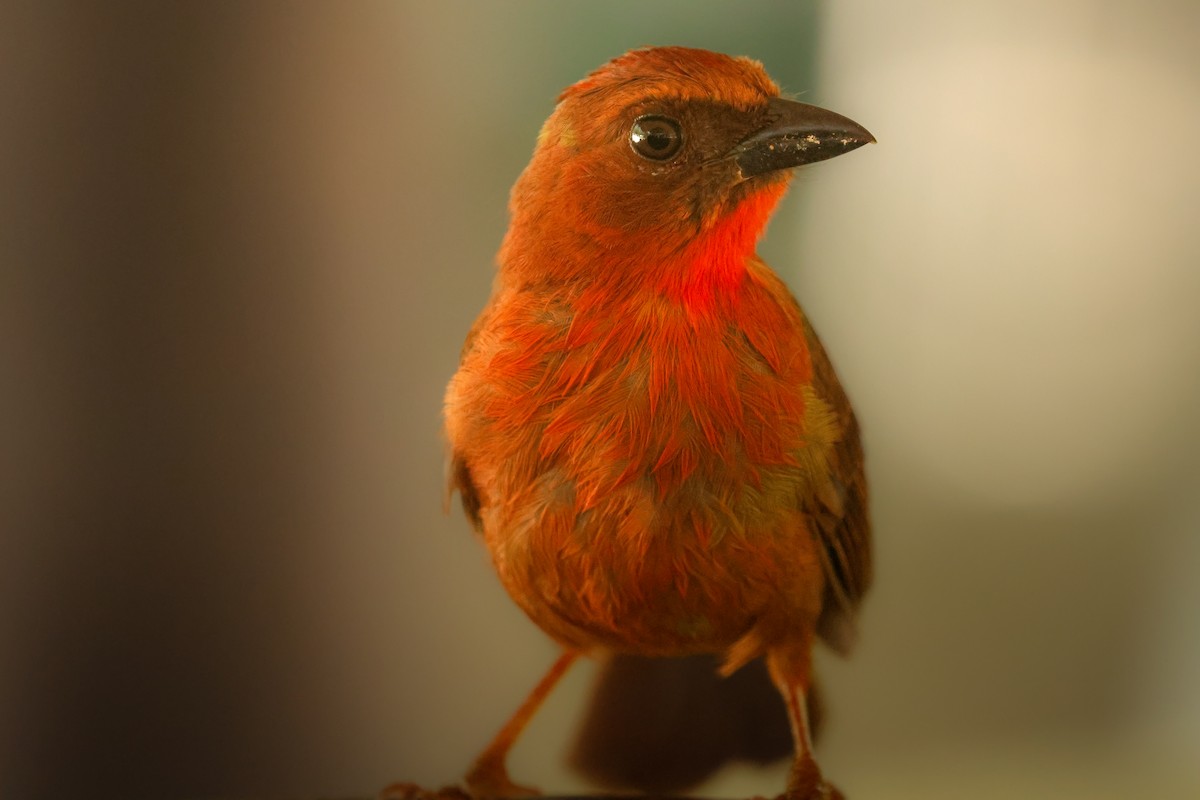 Red-throated Ant-Tanager - ML559544591