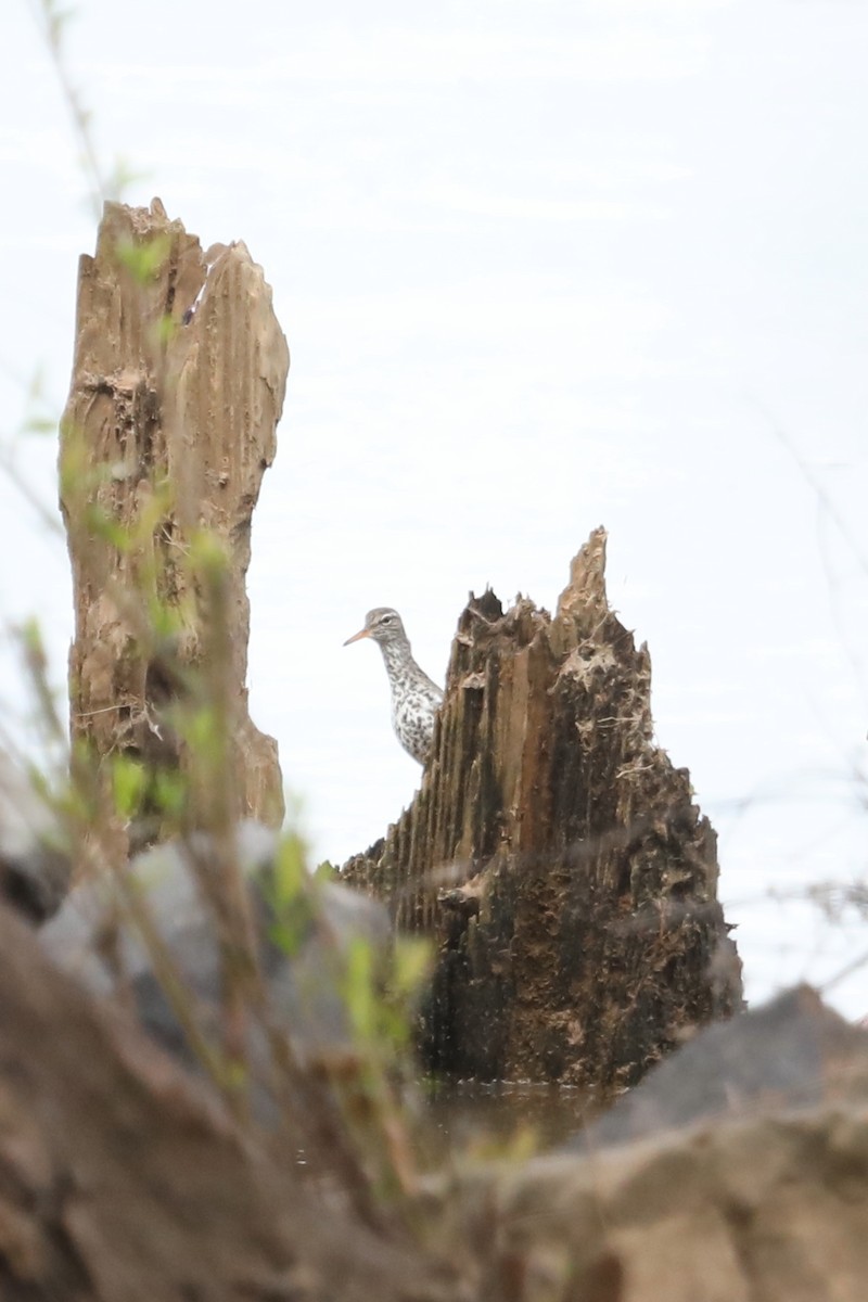 Ebird Checklist Apr Red River Nwr Headquarters Unit Species