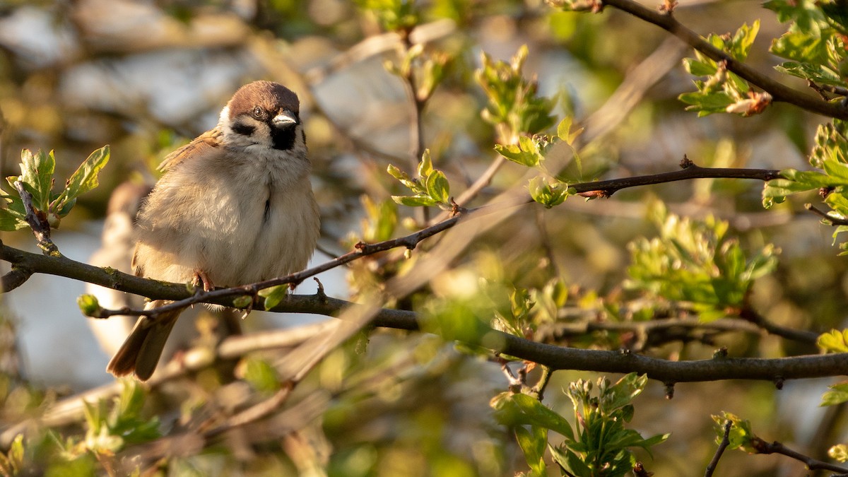 Eurasian Tree Sparrow - ML559547321