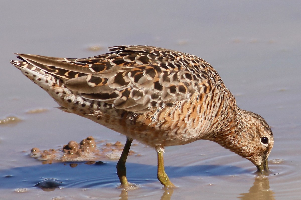 Long-billed Dowitcher - Ronald Newhouse
