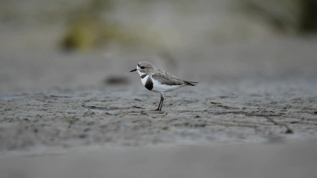 Two-banded Plover - ML559550191