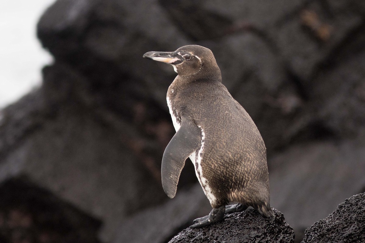 Galapagos Penguin - Bryce Robinson
