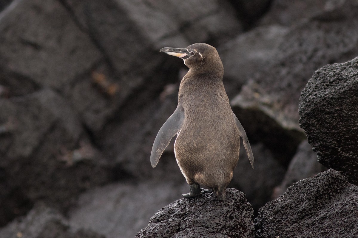 Galapagos Penguin - Bryce Robinson