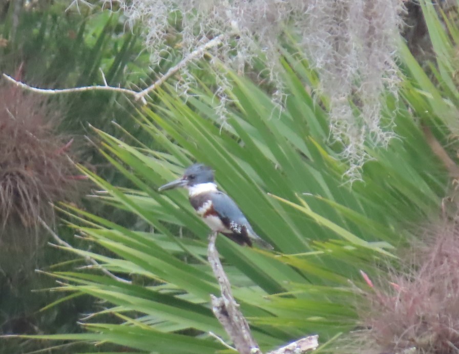 Belted Kingfisher - ML559558781