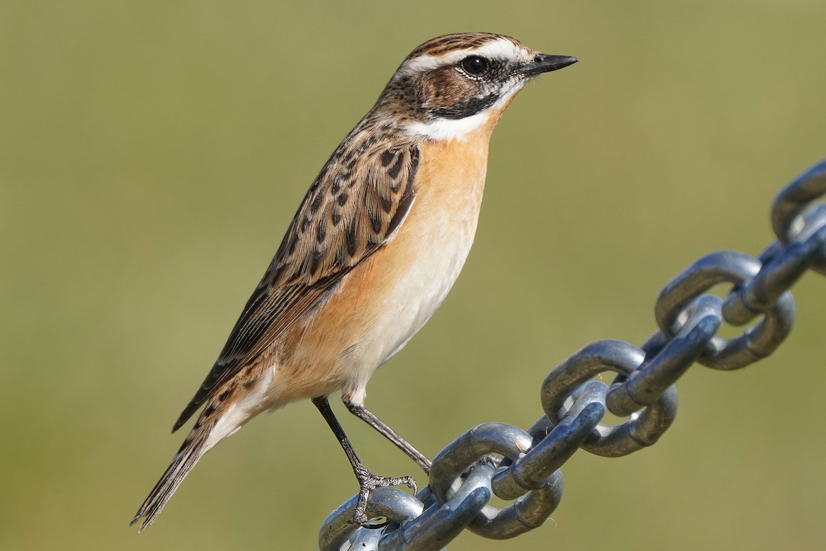 Whinchat - ML559560041