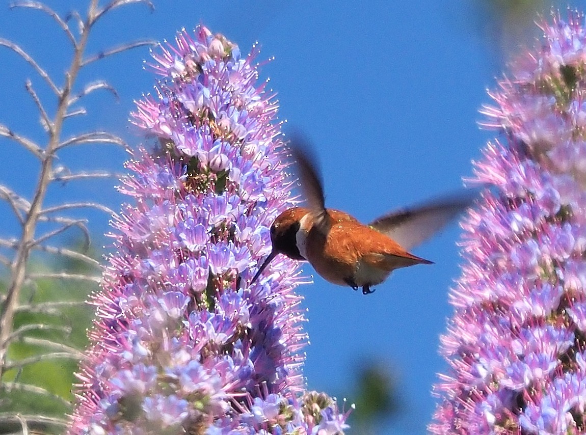 Rufous Hummingbird - ML559562241
