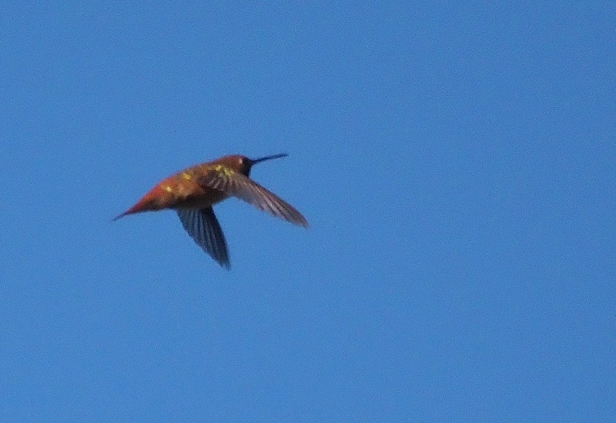 Rufous Hummingbird - ML559562251