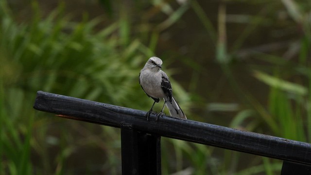 Tropical Mockingbird (Southern) - ML559564121