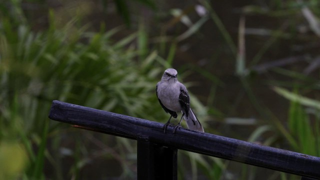 Tropical Mockingbird (Southern) - ML559565781