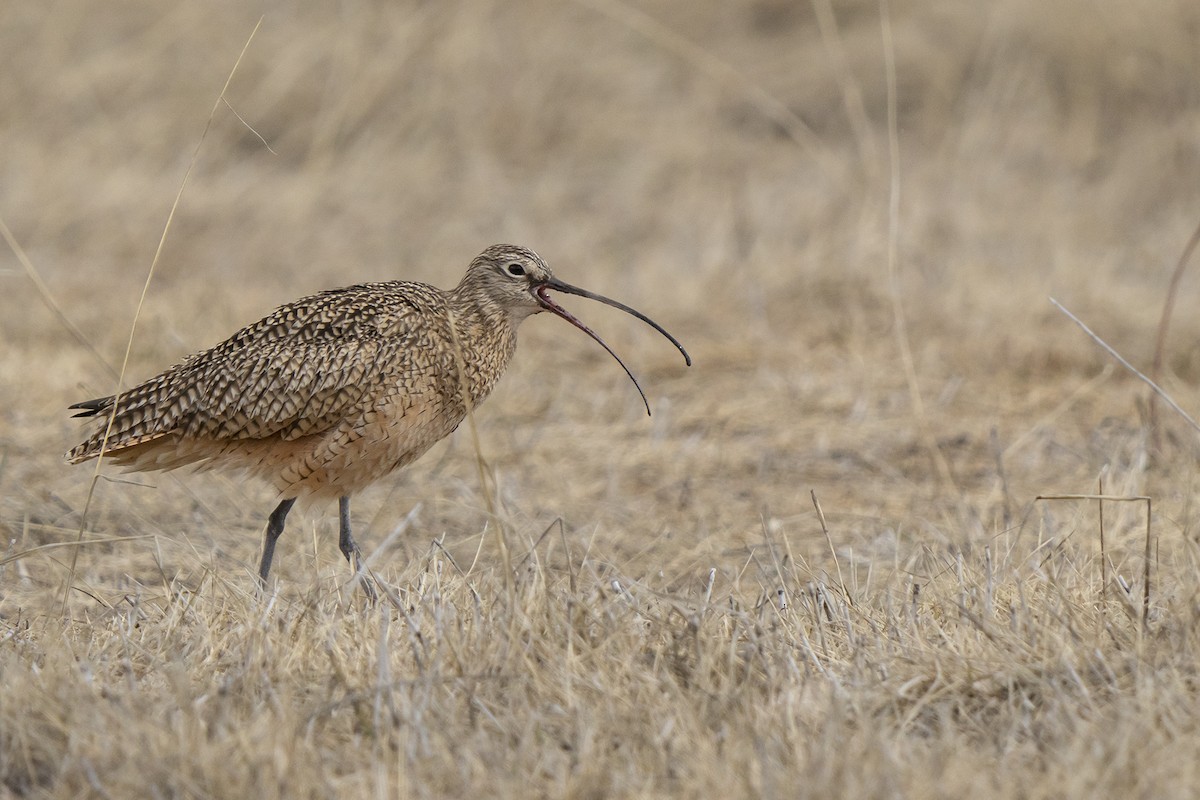 Long-billed Curlew - ML559566631