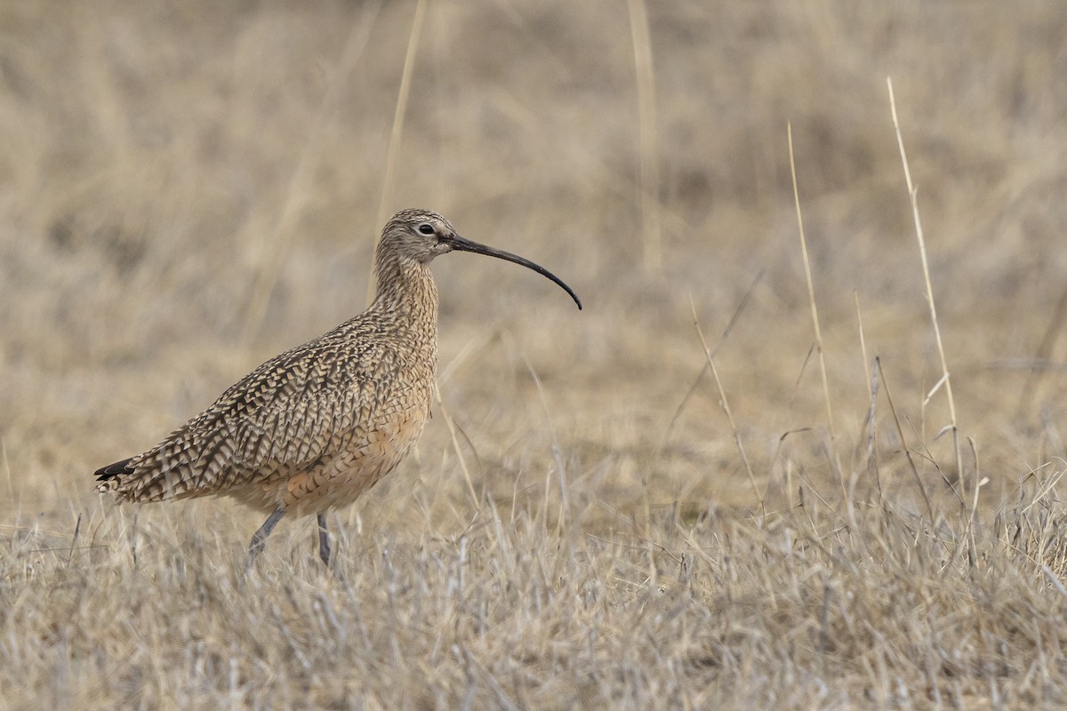 Long-billed Curlew - ML559566641