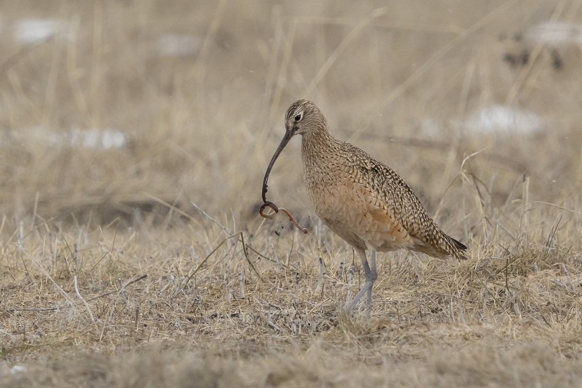 Long-billed Curlew - ML559566651