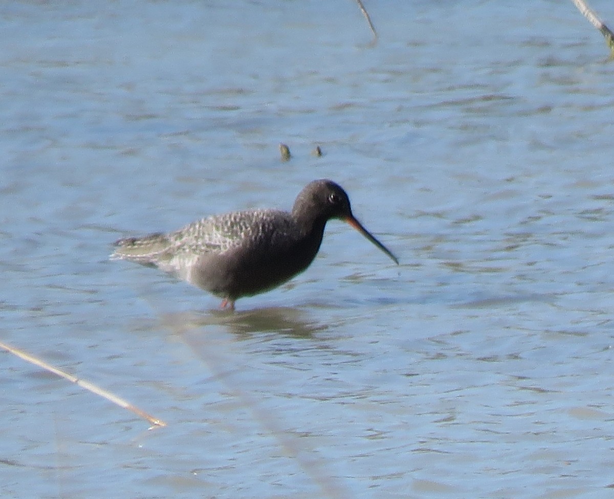 Spotted Redshank - ML559567561