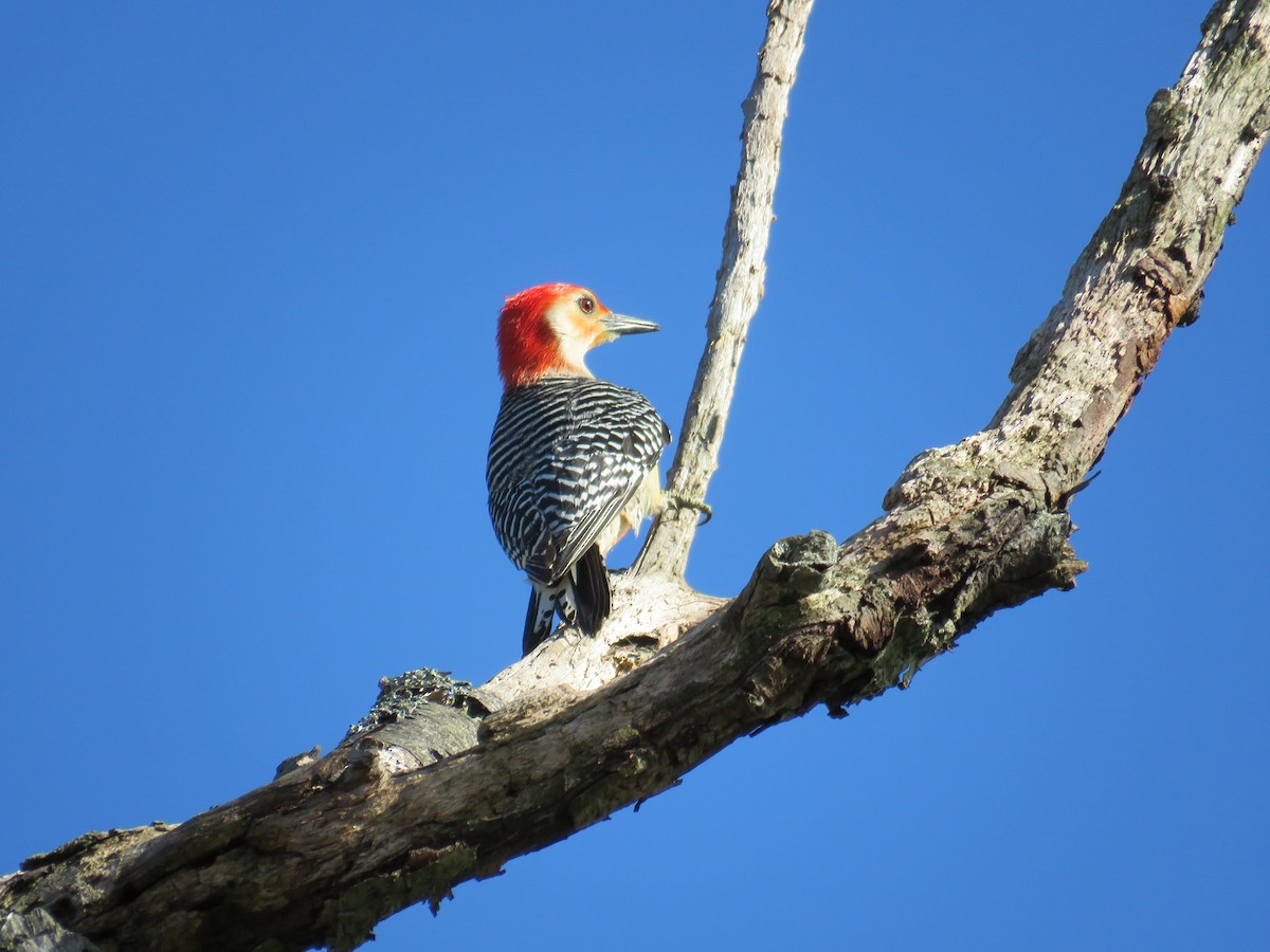 Red-bellied Woodpecker - John Mackin