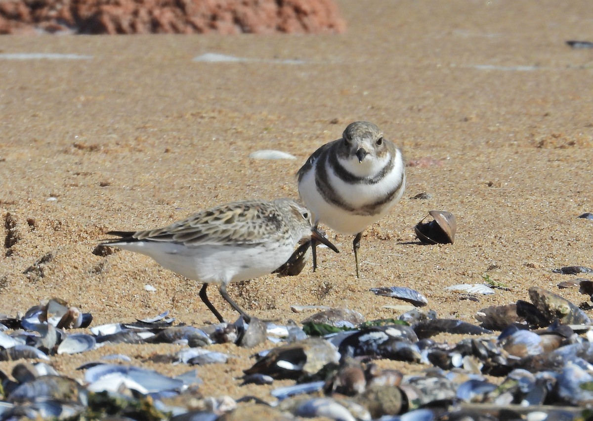 Two-banded Plover - ML559571631