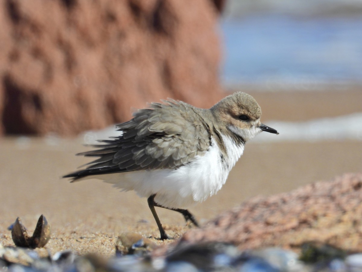 Two-banded Plover - ML559571641