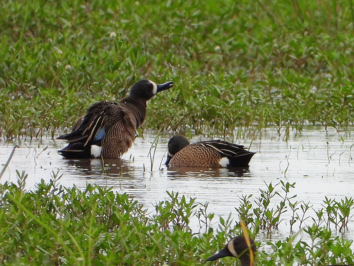 Blue-winged Teal - ML559576981
