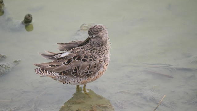 Long-billed Dowitcher - ML559581101