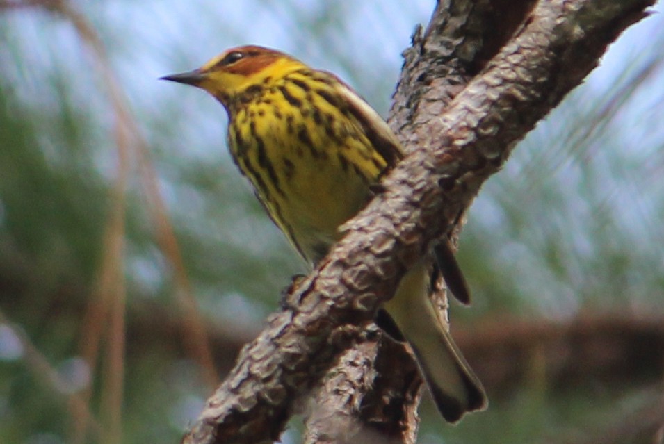 Cape May Warbler - ML55958141