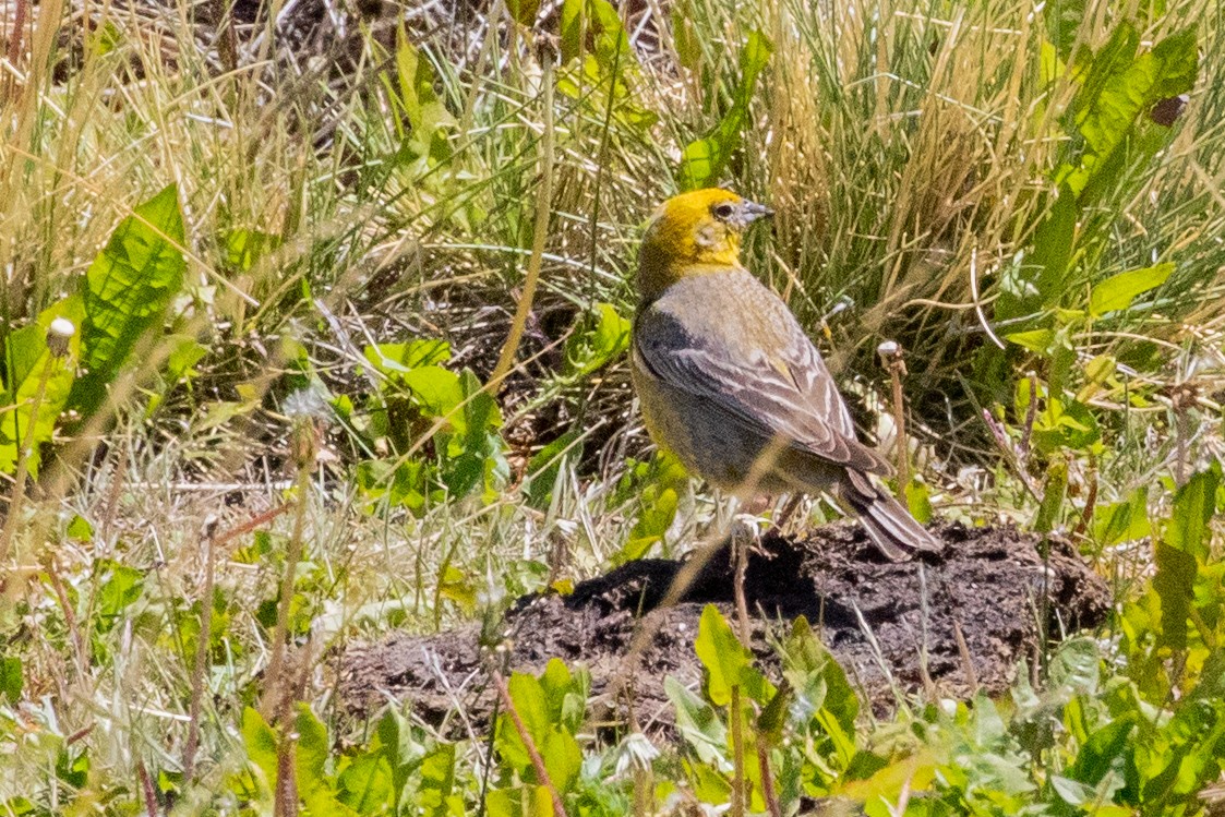Greater Yellow-Finch - ML559581511