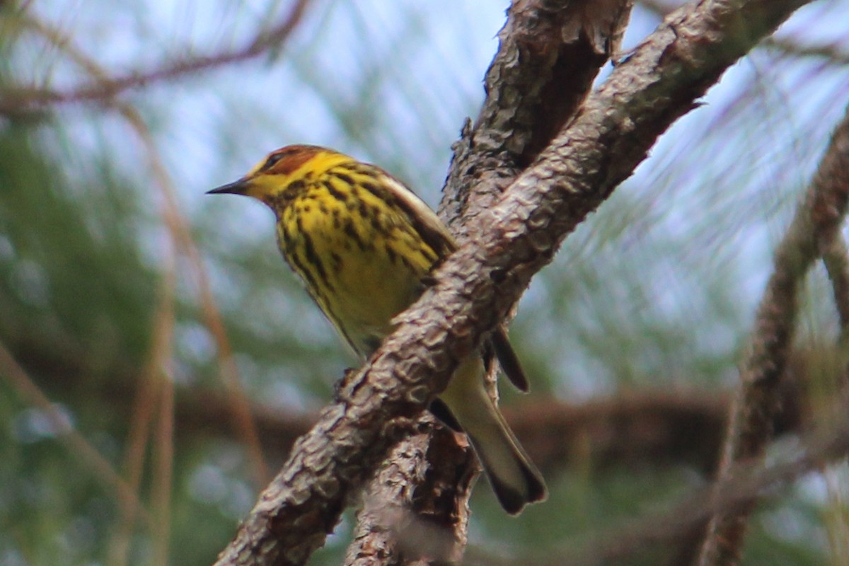 Cape May Warbler - ML55958191