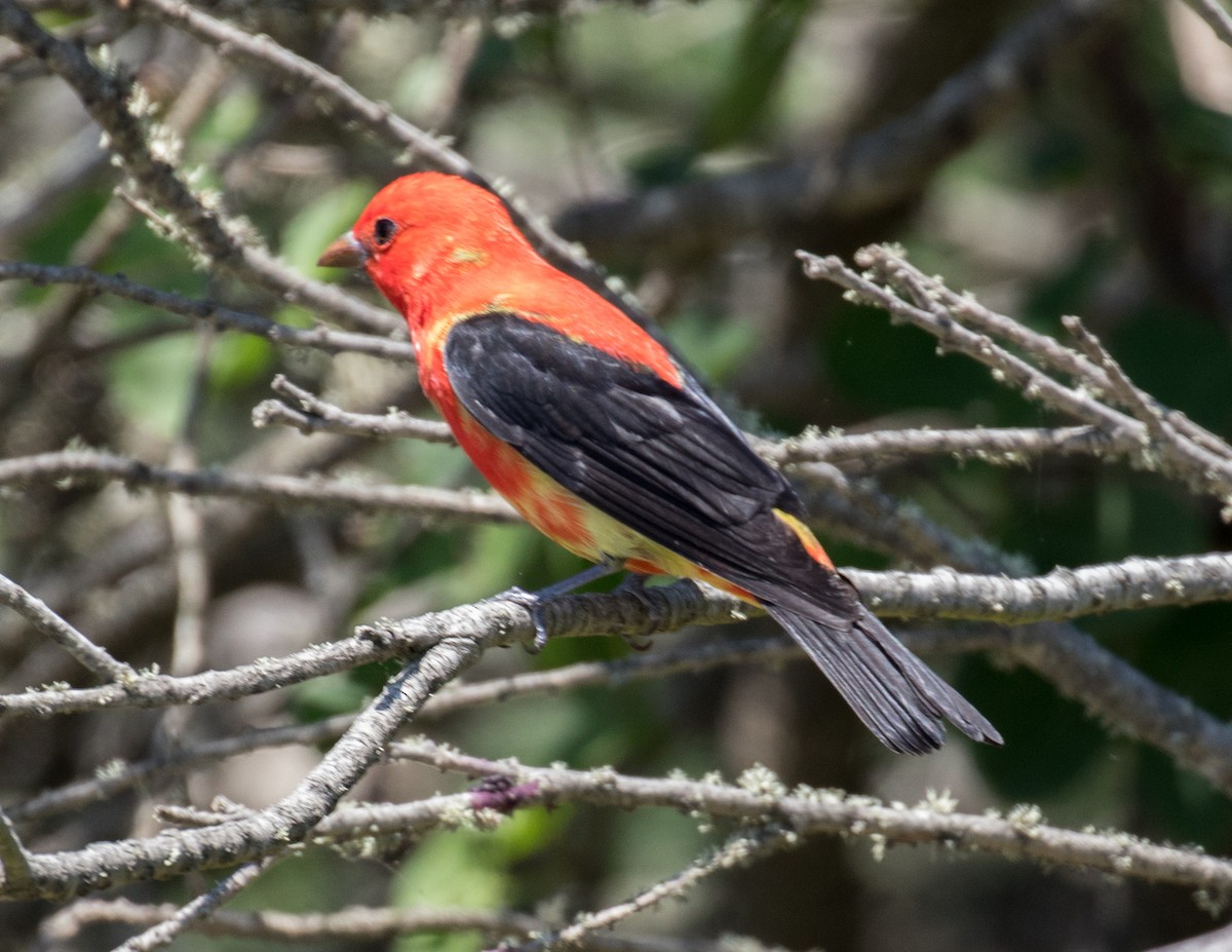 Scarlet Tanager - ML559581971
