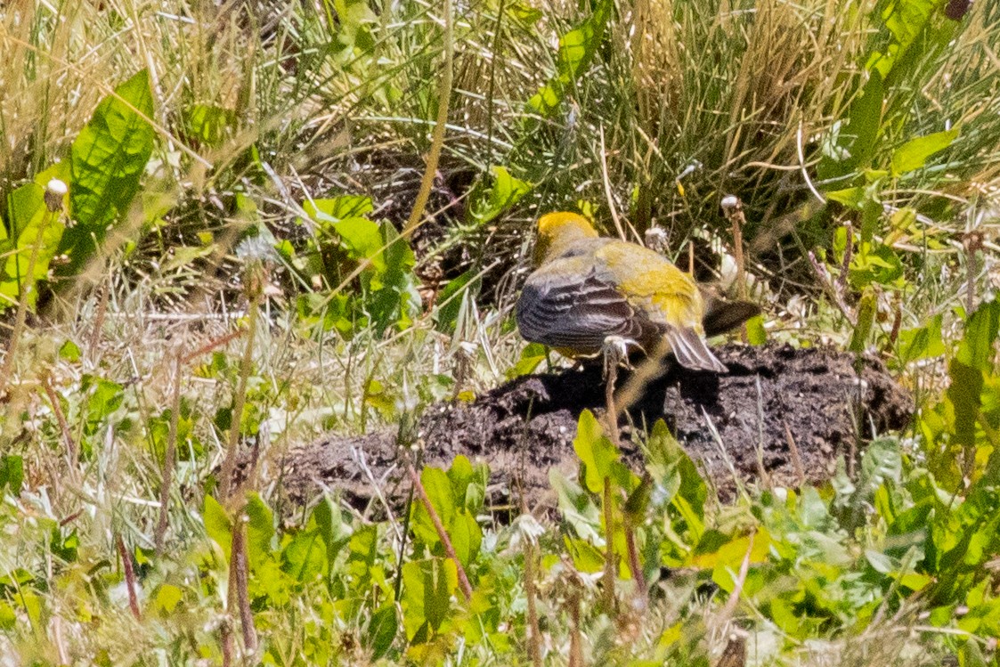 Greater Yellow-Finch - ML559582151
