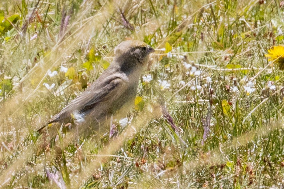 Greater Yellow-Finch - ML559582301