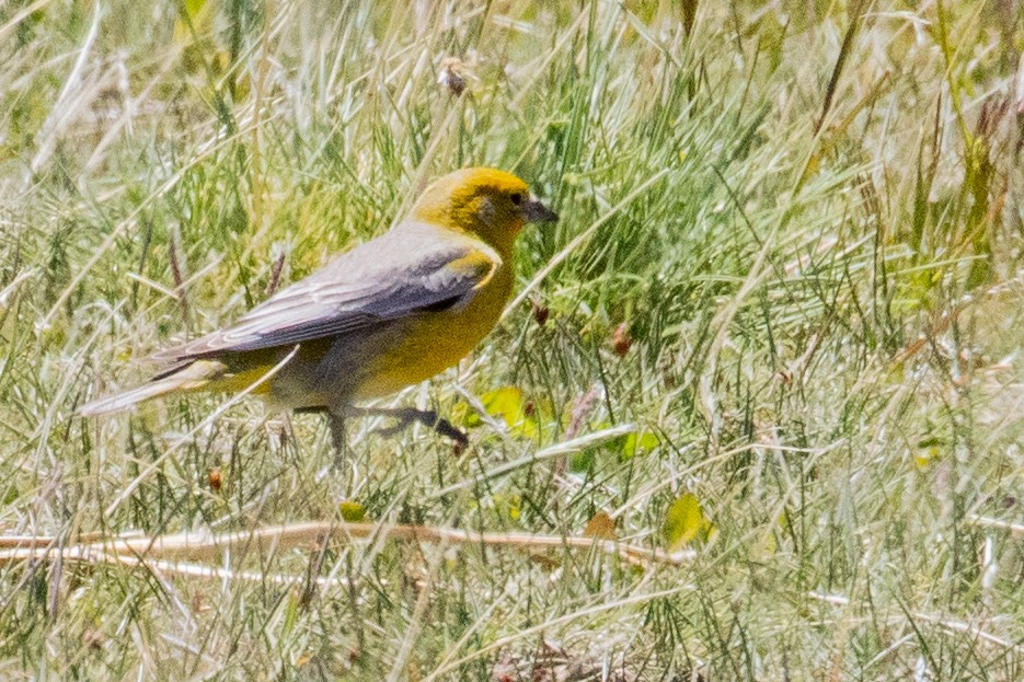 Greater Yellow-Finch - Sue Wright