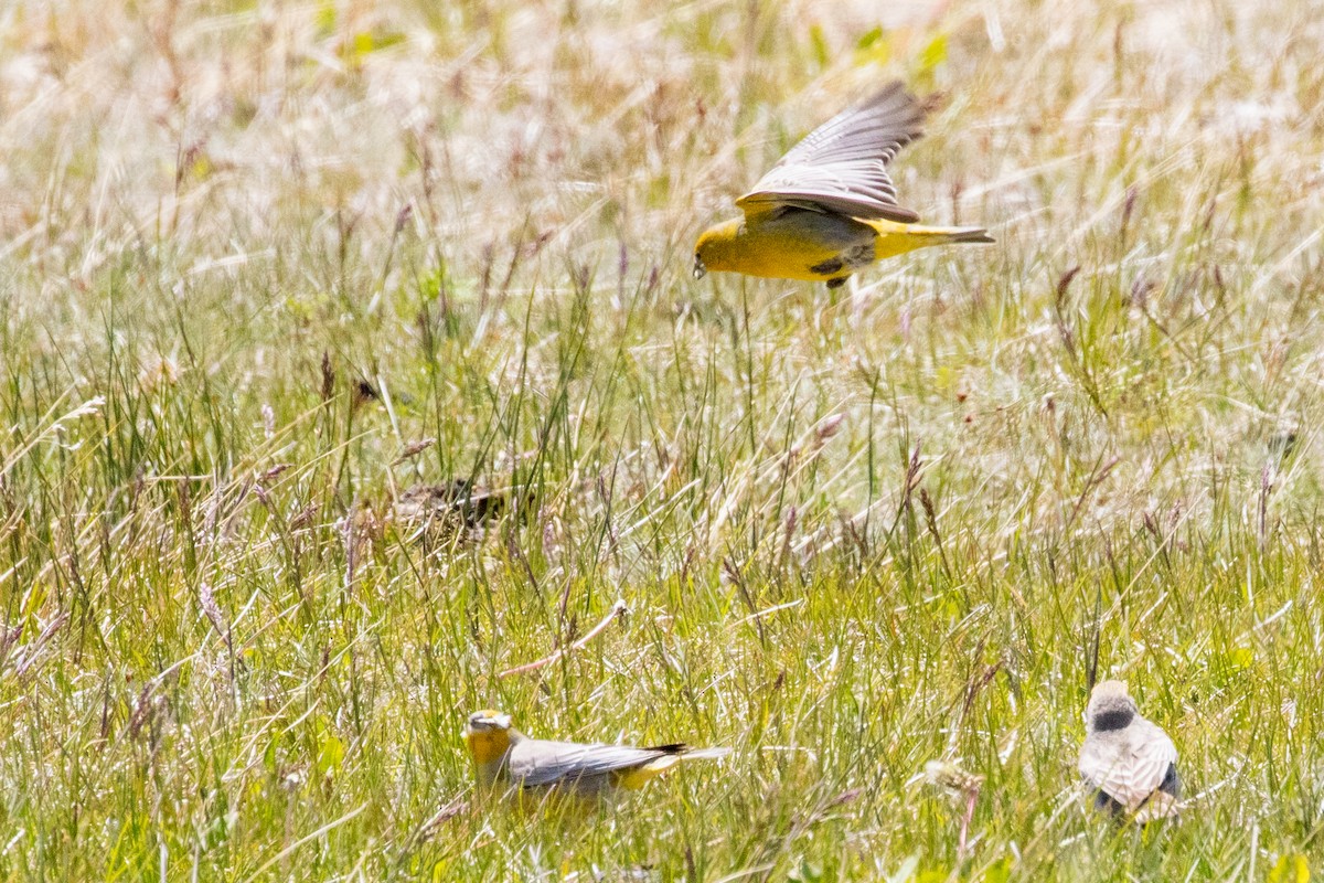 Greater Yellow-Finch - ML559582791