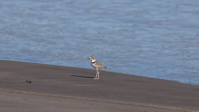 Collared Plover - ML559584191
