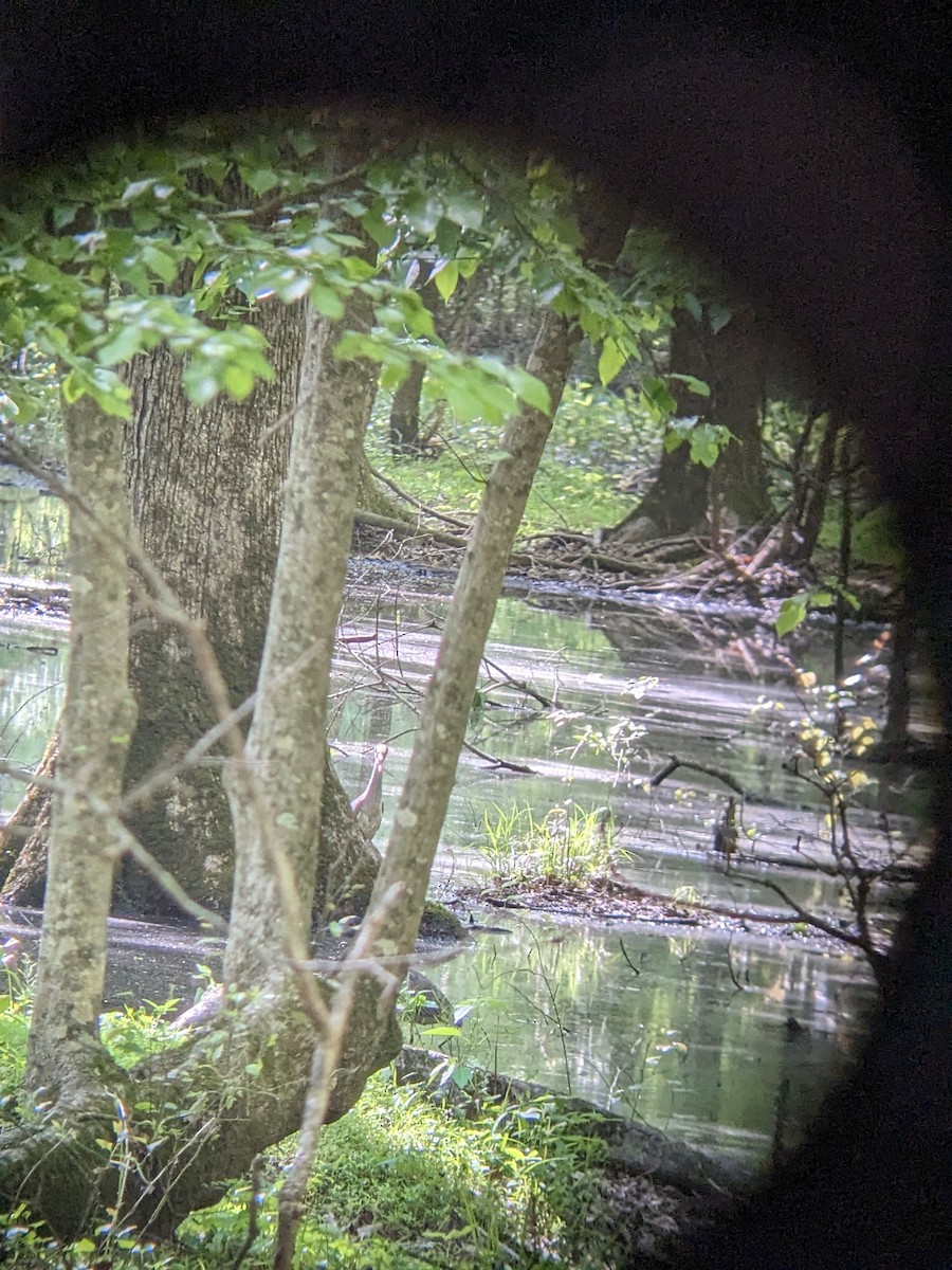 eBird Checklist 18 Apr 2023 WC Johnson ParkPeterson Lake Nature