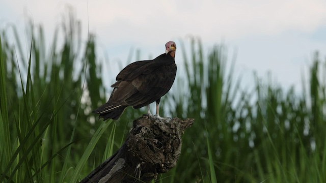 Lesser Yellow-headed Vulture - ML559585881