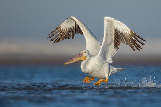 Martinet de Cochinchine - eBird