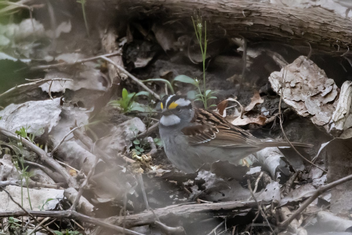White-throated Sparrow - ML559588981