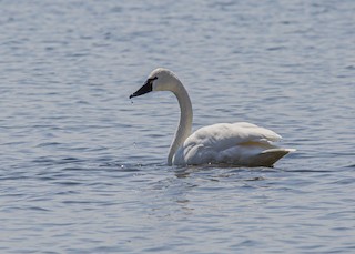 Tundra Swan, ML559596911