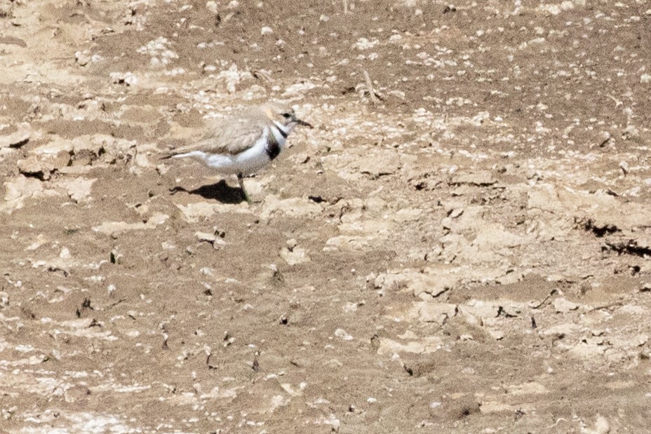 Two-banded Plover - ML559597251