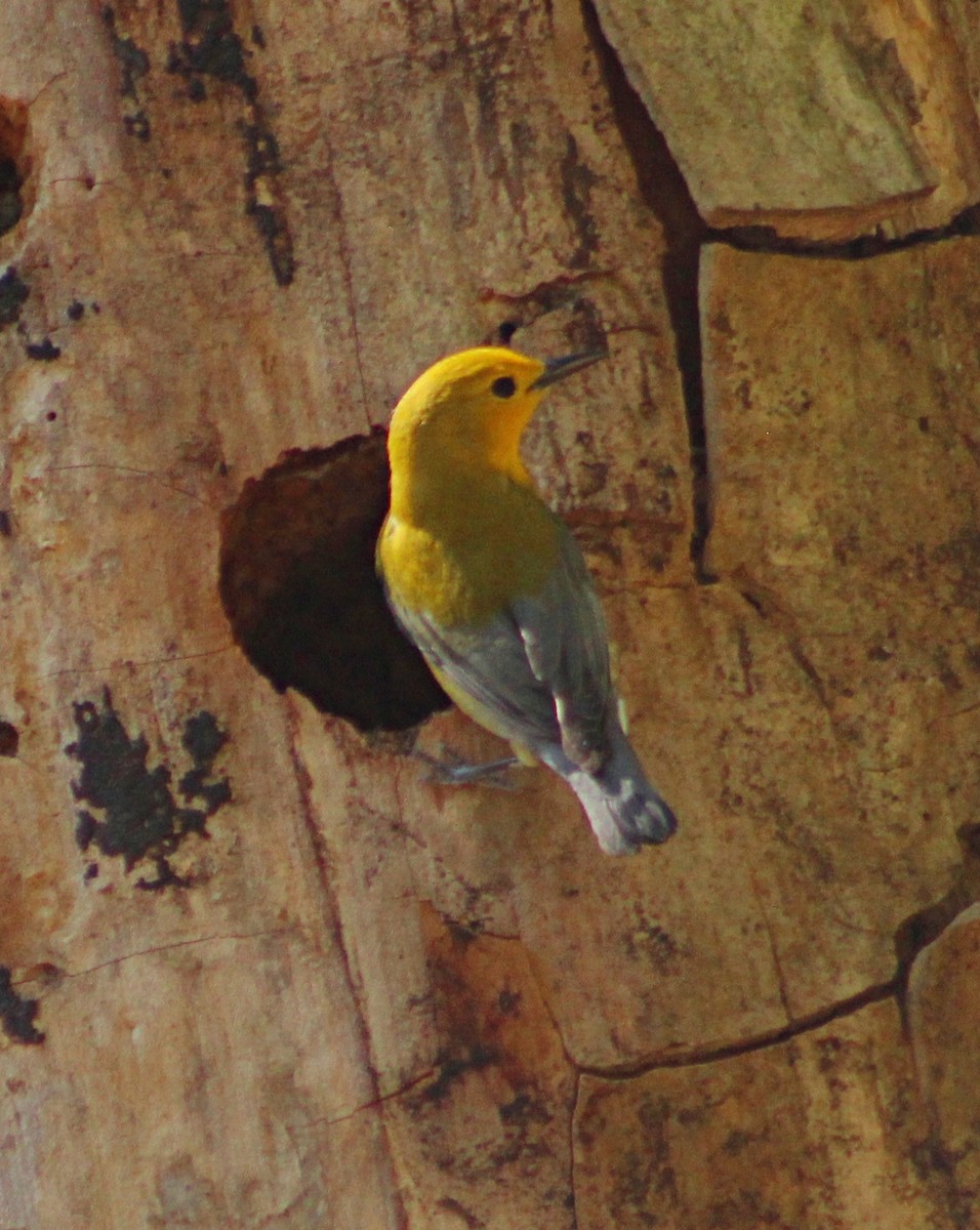 Prothonotary Warbler - ML559597851