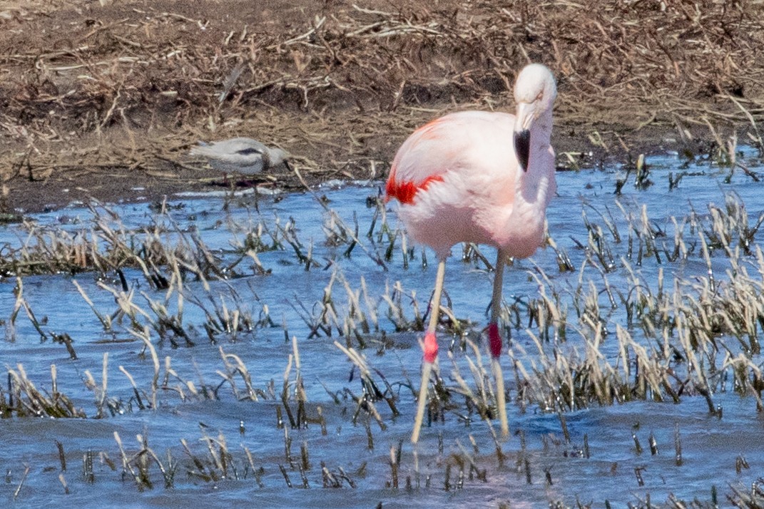 Şili Flamingosu - ML559598671