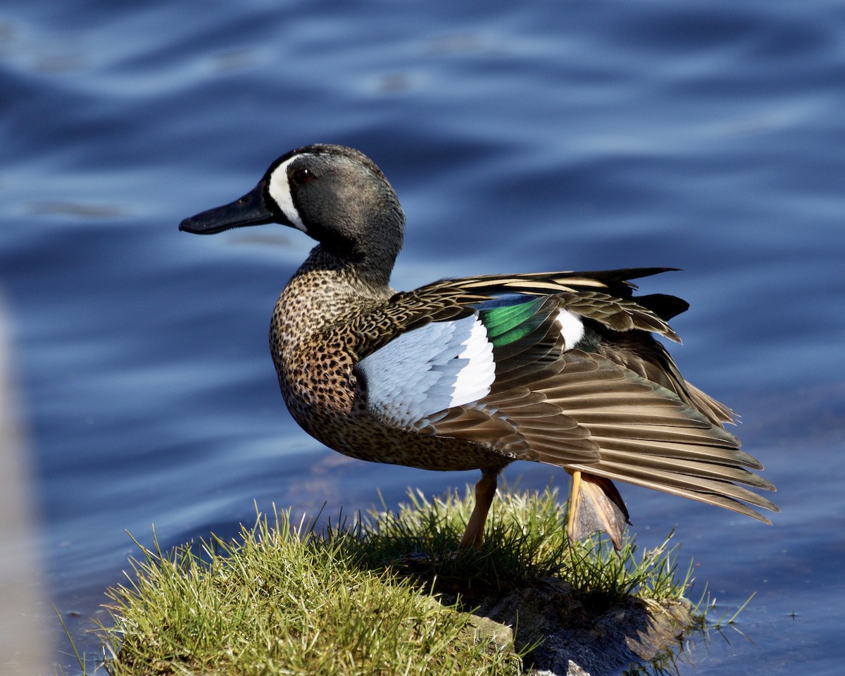Blue-winged Teal - ML559605141