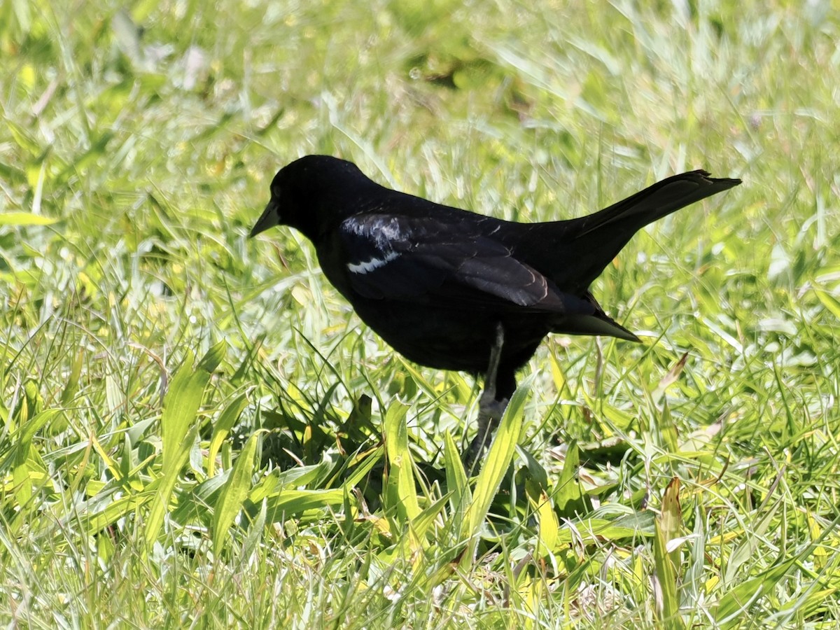 Tricolored Blackbird - ML559622161