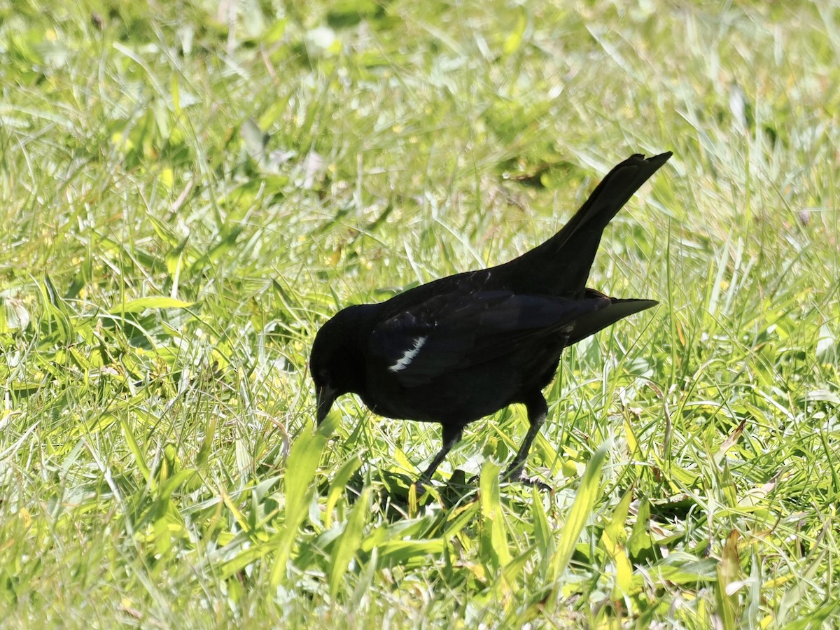 Tricolored Blackbird - ML559622211