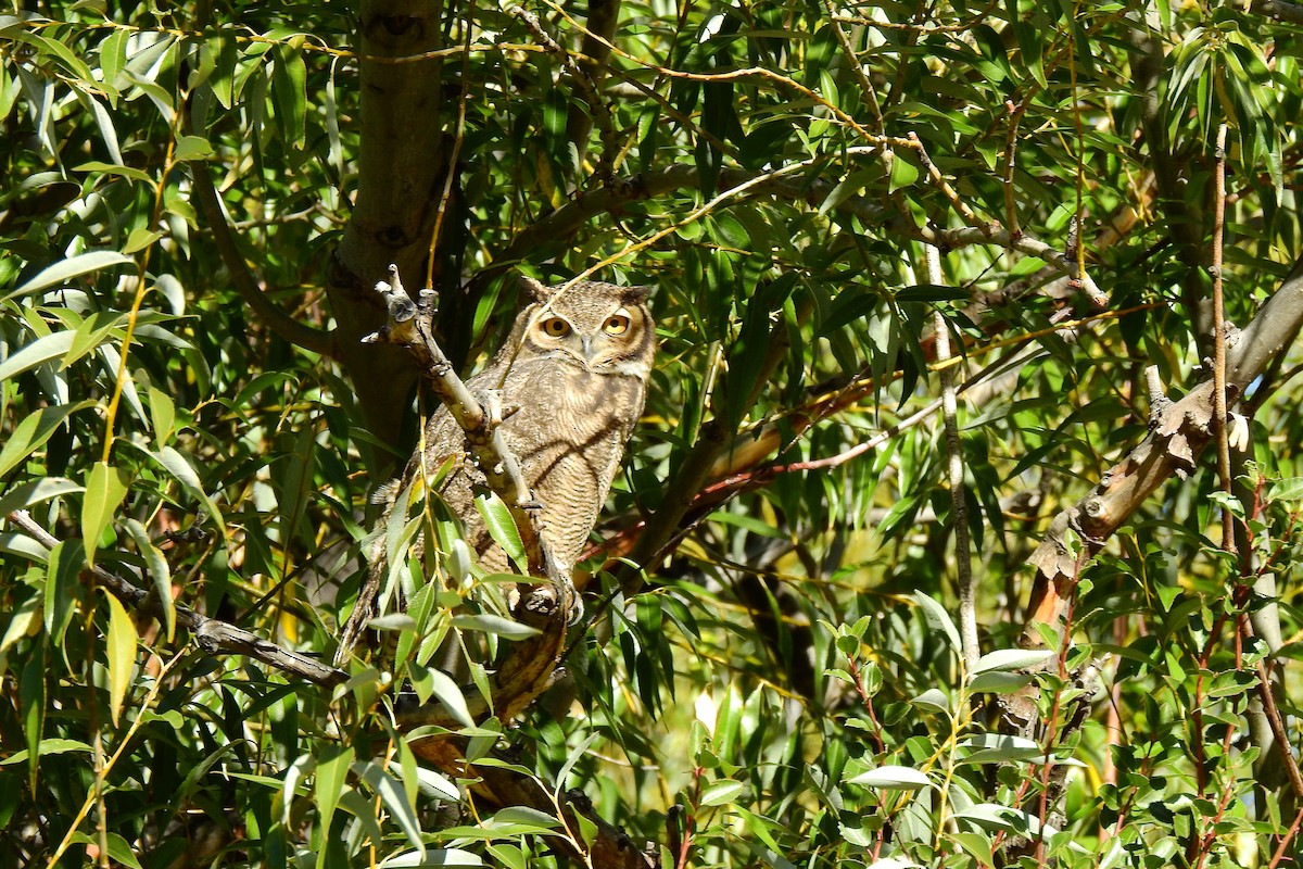 Lesser Horned Owl - ML559622641