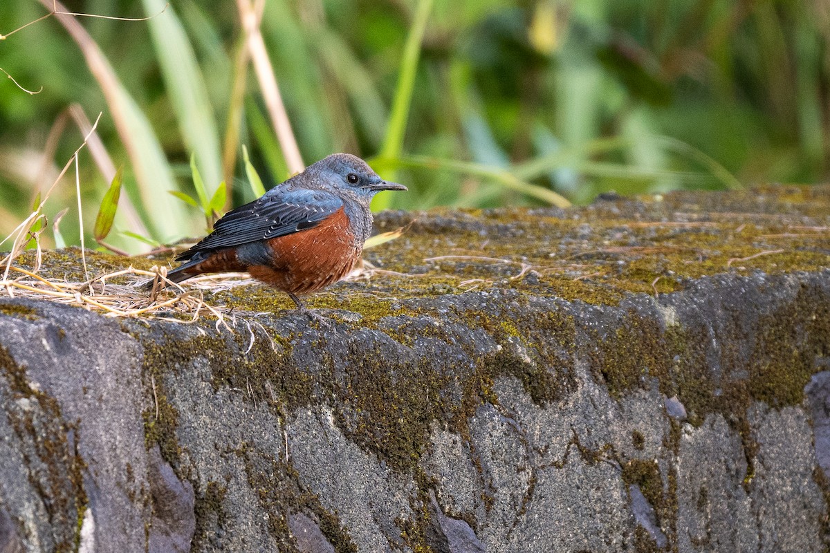 Blue Rock-Thrush (philippensis) - Forest Botial-Jarvis