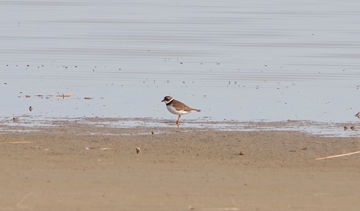 Semipalmated Plover - Kathryn Kay
