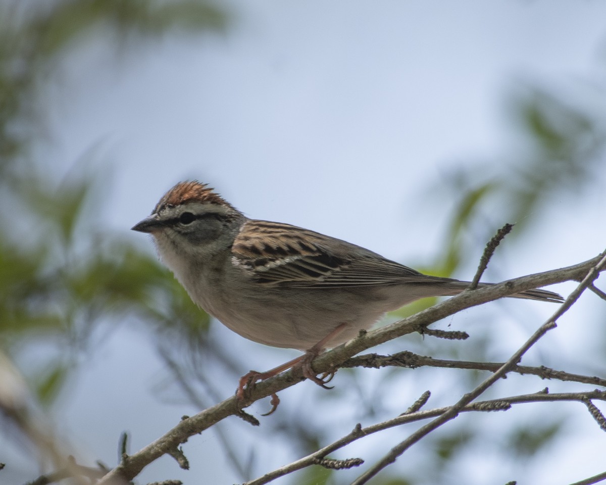 Chipping Sparrow - ML559628771