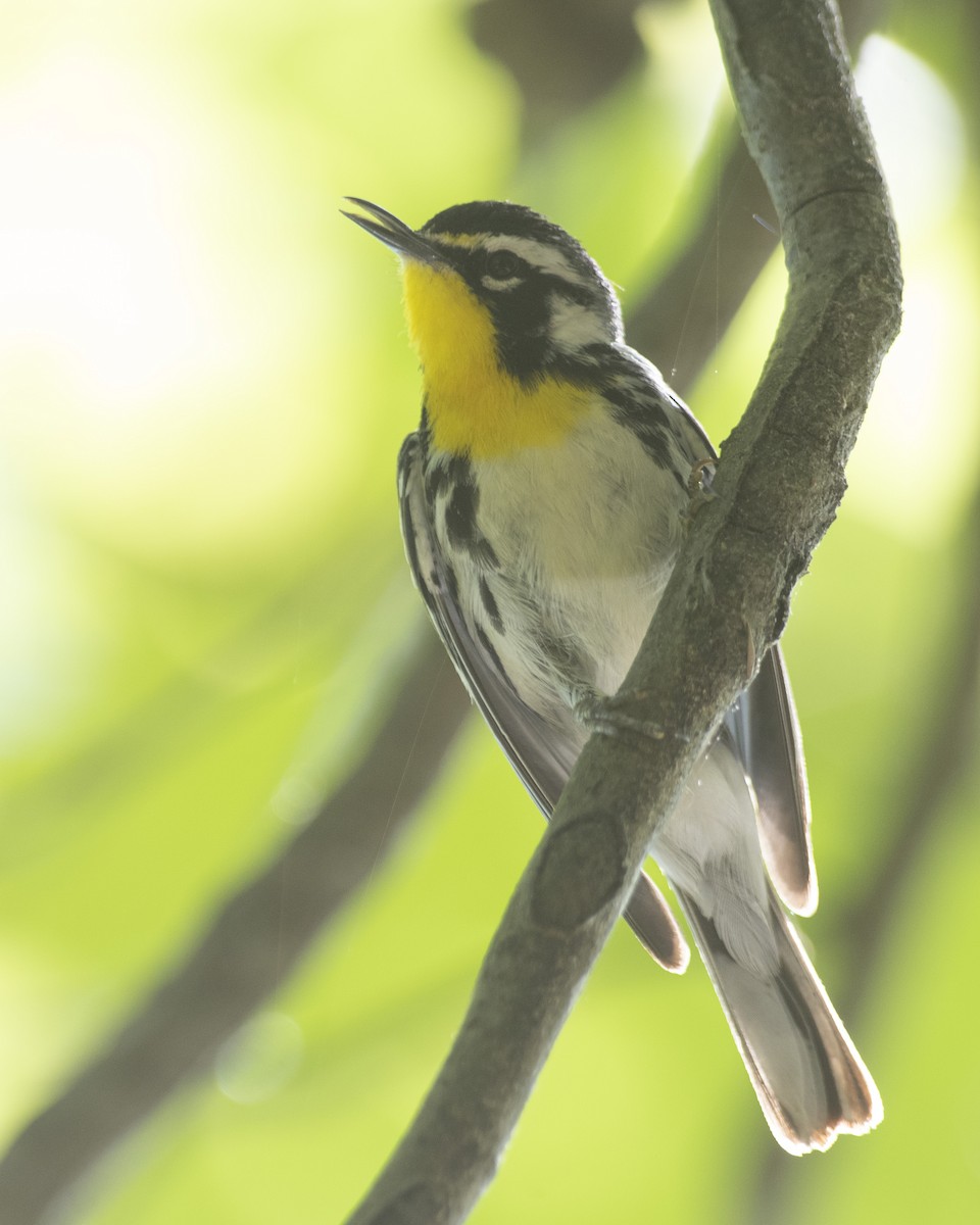 Yellow-throated Warbler - Gary Hofing