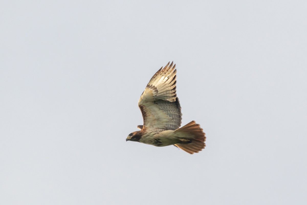 Red-tailed Hawk - ML559629321